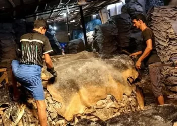 দেশে গরুর দাম বাড়লেও চামড়ার দাম কেন কমছে?