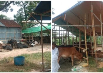 বক্তাবলীর প্রসন্ননগরে নুরুল ইসলামের অবৈধ গরুর হাট! রাজস্ব বঞ্চিত সরকার