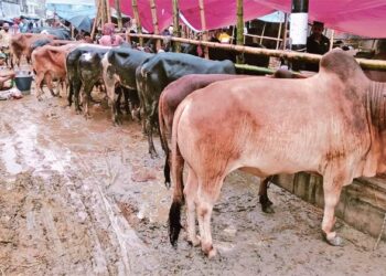 গোগনগর ইউনিয়নে এবার ৯ টি গরুর হাটের আবেদন!