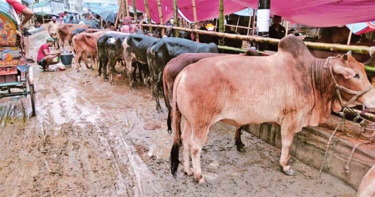 গোগনগর ইউনিয়নে এবার ৯ টি গরুর হাটের আবেদন!