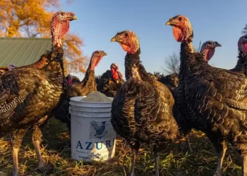 বার্ড ফ্লু কীভাবে মানুষের মধ্যে ছড়িয়ে পড়তে পারে