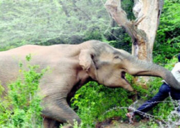  শেরপুরের শ্রীবরদীতে বন্য হাতির আক্রমণে বৃদ্ধের মৃত্যু 