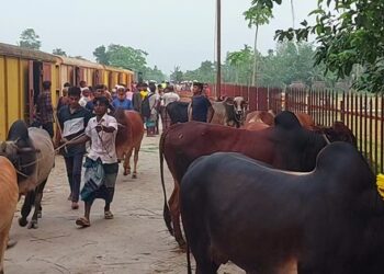 ইসলামপুর থেকে ঢাকার উদ্দেশ্য কোরবানী পশু নিয়ে স্পেশাল ক্যাটল ট্রেনের যাত্রা শুরু