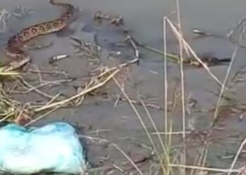 ‘রাসেল ভাইপার কামড় দেওয়ার ২ ঘণ্টার মধ্যে ভ্যাকসিন না দিলে মৃত্যু’