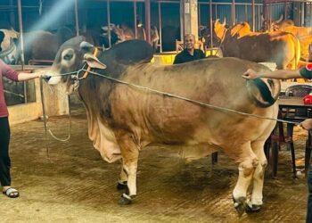 ছাগলকাণ্ডঃ ঈদে ৭ খামার থেকে ৭০ লাখ টাকার গরু কেনেন সেই ইফাত