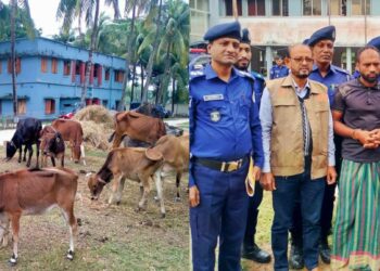 আমতলীতে ১৪টি চোরাই গরু উদ্ধার, এক গরু চোর গ্রেপ্তার!