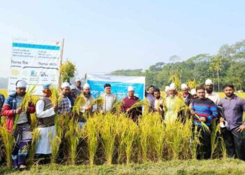 আমতলীতে শস্য কর্তন ও মাঠ দিবস পালিত