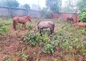 রূপগঞ্জের পূর্বাচলে ১২টি ঘোড়ার মাংস ও ২৫টি জীবিত ঘোড়া উদ্ধার