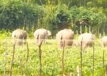 শেরপুর সীমান্তে বন্য হাতি আতঙ্কে চার গ্রামের মানুষের নির্ঘুম রাত