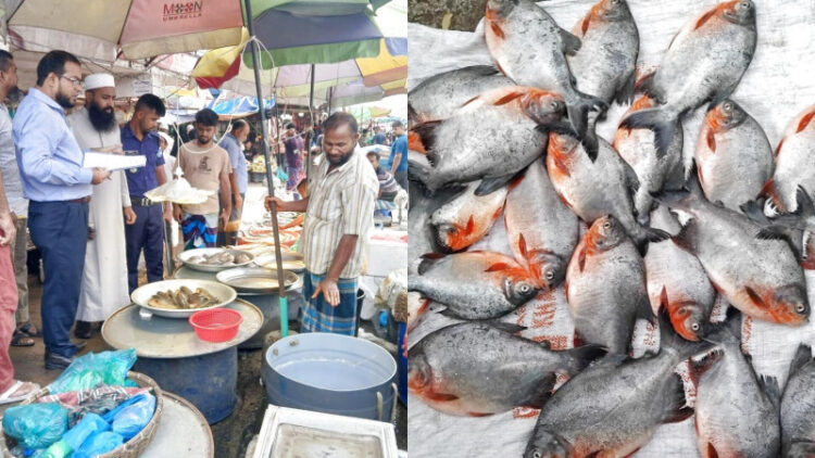 ফতুল্লার ভূঁইগড় বাজারে ২৫ কেজি নিষিদ্ধ পিরানহা জব্দ, বিক্রেতাকে জরিমানা
